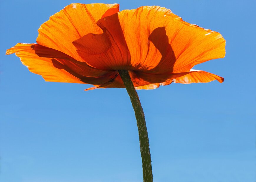 California Poppy